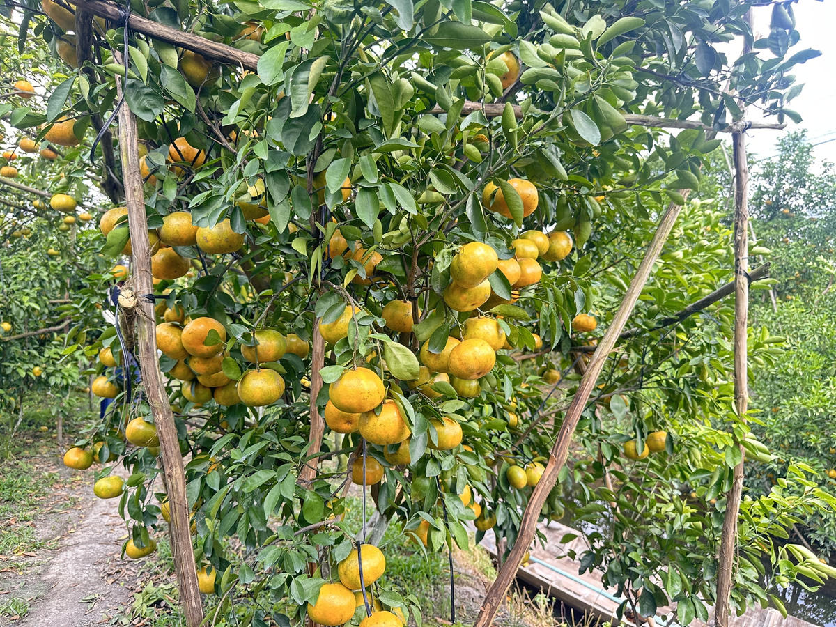 Quýt hồng Lai Vung trĩu quả, báo hiệu một mùa Tết nhộn nhịp đang đến gần. (Ảnh: Trung Ngãi).