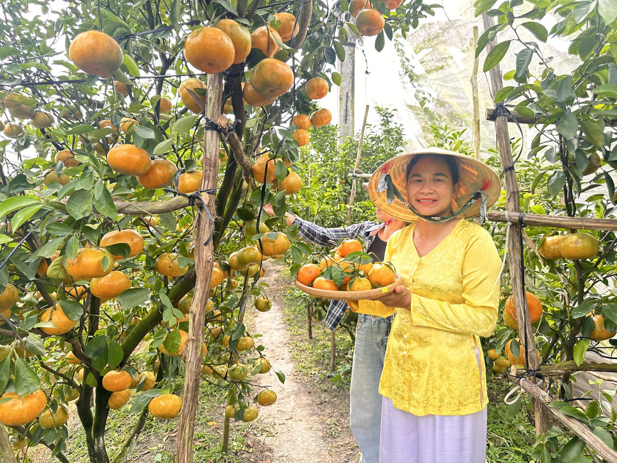 Người dân Lai Vung đã mở cửa vườn đón khách tham quan, chụp ảnh, trải nghiệm hái quýt hồng tại chỗ. (Ảnh: Trung Ngãi).