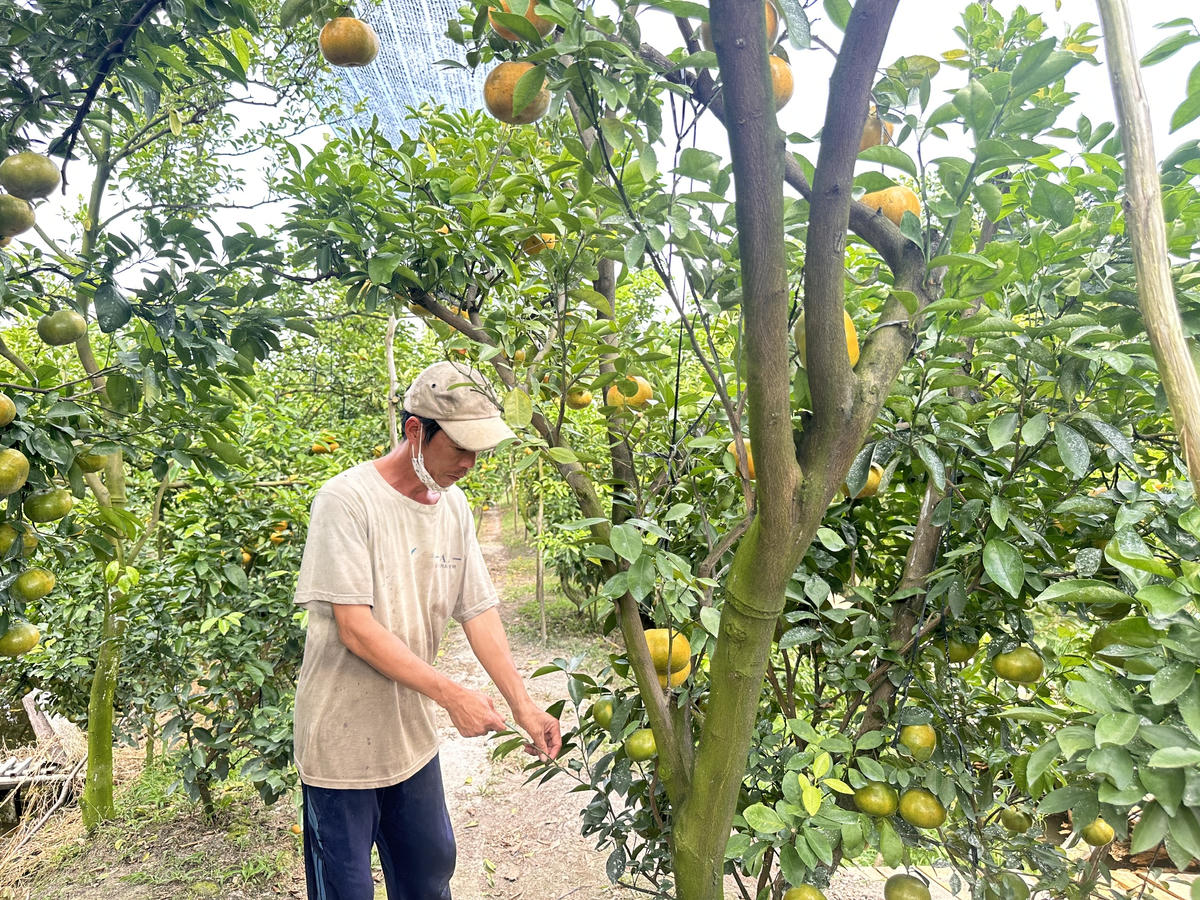 Nông dân nơi “thủ phủ” quýt hồng đang chăm sóc vườn sẵn sàng đón du khách. (Ảnh: Trung Ngãi).