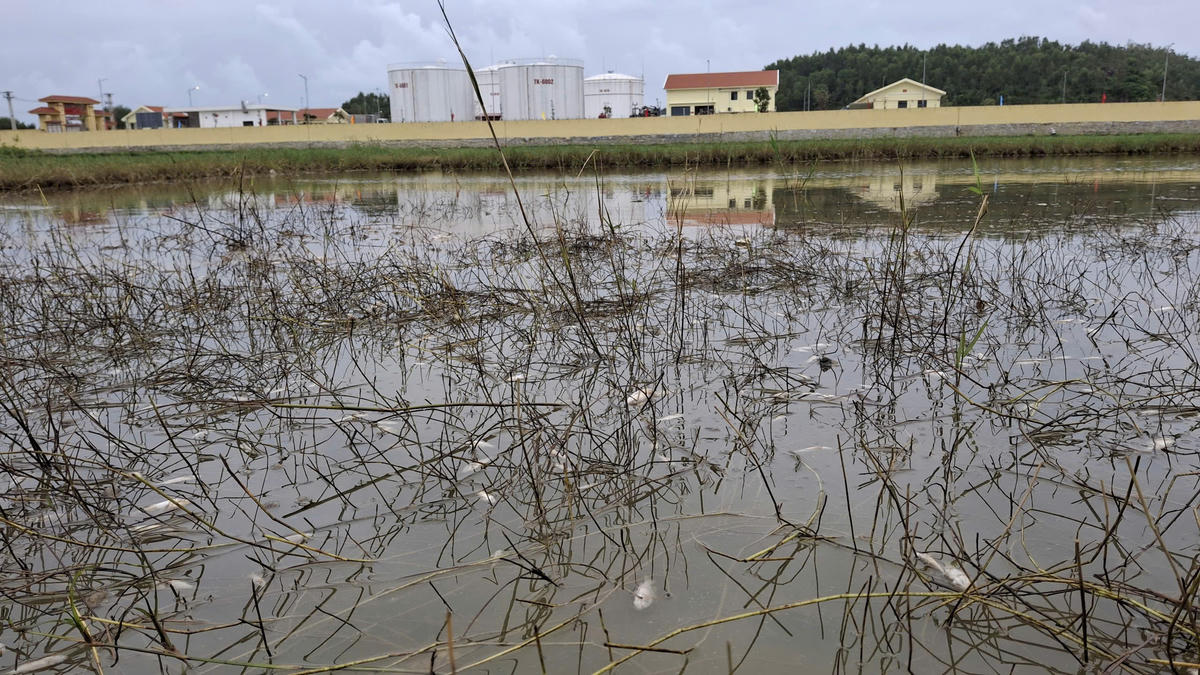 Lượng dầu tràn ra môi trường khiến cá chết. Ảnh: CV.