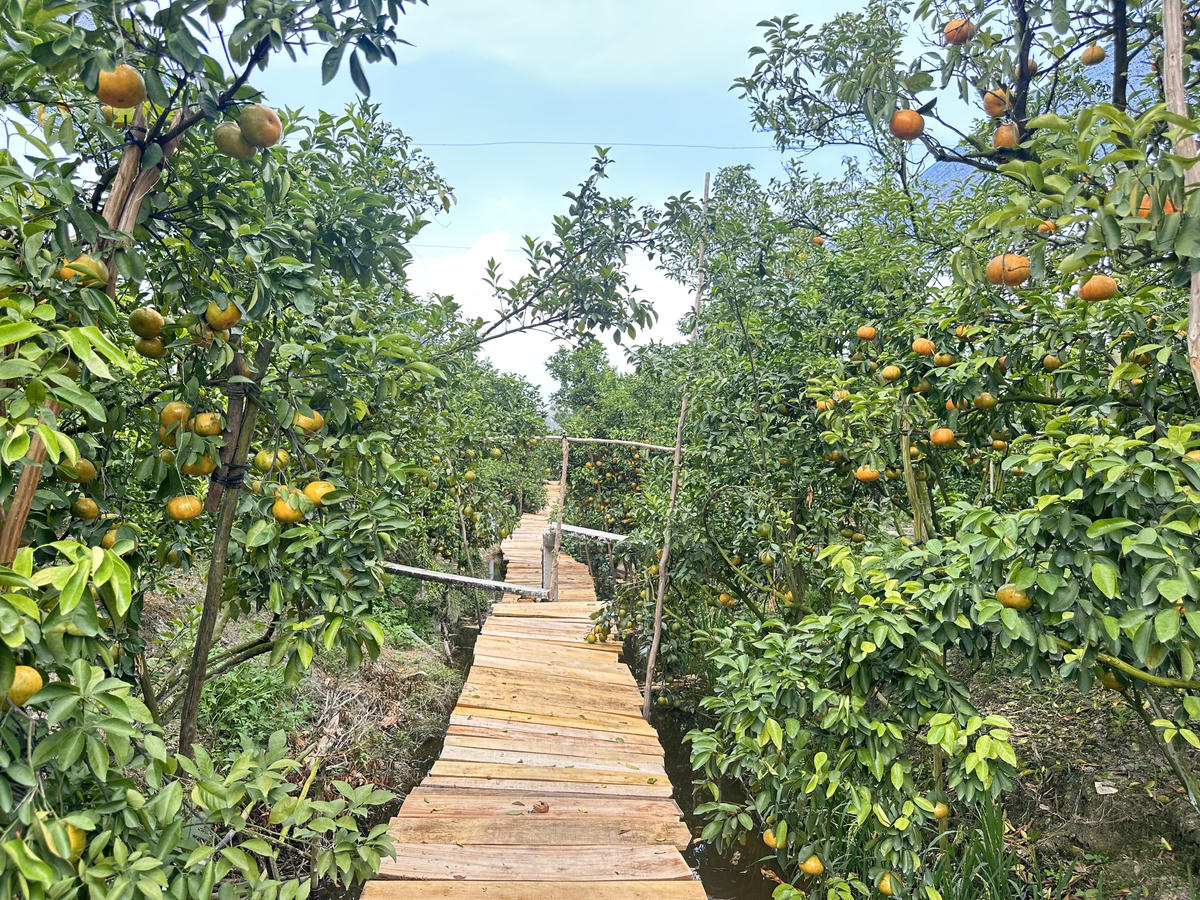 Nhà vườn trồng quýt hồng kết hợp với du lịch sinh thái giúp tăng giá trị sản phẩm. (Ảnh: Trung Ngãi).