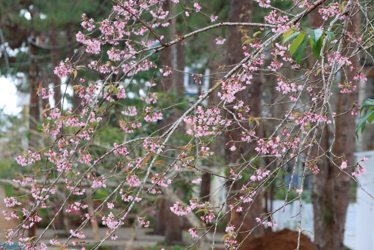 Mai anh đào tại nhiều khu vực đã bắt đầu nở. Ảnh: CV.