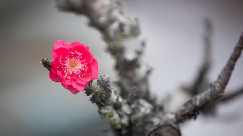 Thủ tướng: Tổ chức Tết Bính Ngọ vui tươi, lành mạnh, an toàn, tiết kiệm