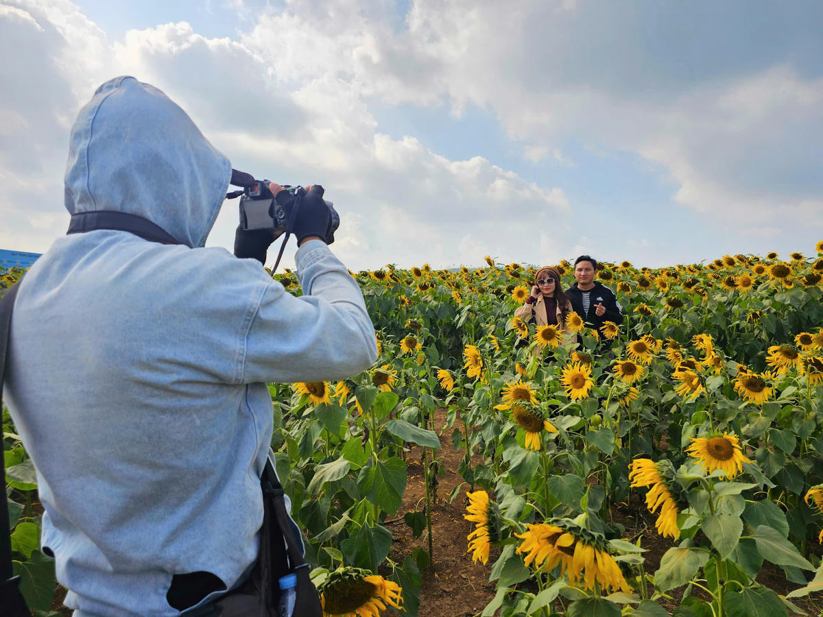 Cánh đồng hoa hướng dương nằm ở Nông trường 19/5 thuộc địa phận xã Nghĩa Lâm, cách trung tâm Vinh, Nghệ An khoảng 70 km. Đây là một trong những điểm "check in" nổi tiếng tại Nghệ An. Cứ đến mùa hoa, du khách lại đổ về tham quan, chụp ảnh khiến cho không khí nơi đây trở nên nhộn nhịp. Ảnh: QT
