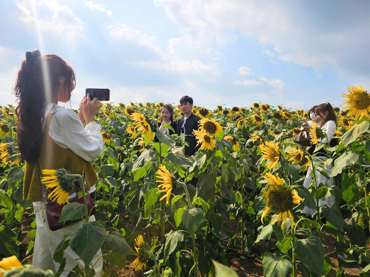 Ngày đầu tiên của năm 2026, ghi nhận của phóng viên, hàng nghìn người tập trung về đây vui chơi, tham quan. Ngoài ngắm nhìn đồi hoa bát ngát, ai nấy tranh thủ lưu giữ lại khoảnh khắc ấn tượng bên người thân và bạn bè. Ảnh: QT