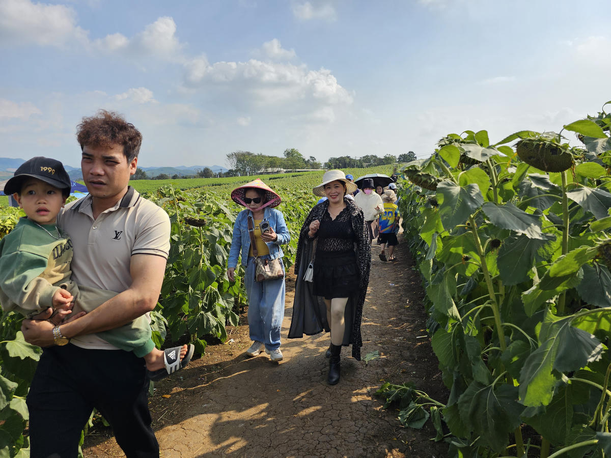 Mặc dù thời tiết ngày đầu năm khá nắng nóng nhưng theo một số du khách, do có thông tin đồi hoa có kế hoạch tạm đóng cửa trong 2 ngày 3 và 4/1 tới nên tranh thủ tham quan. Ảnh: QT