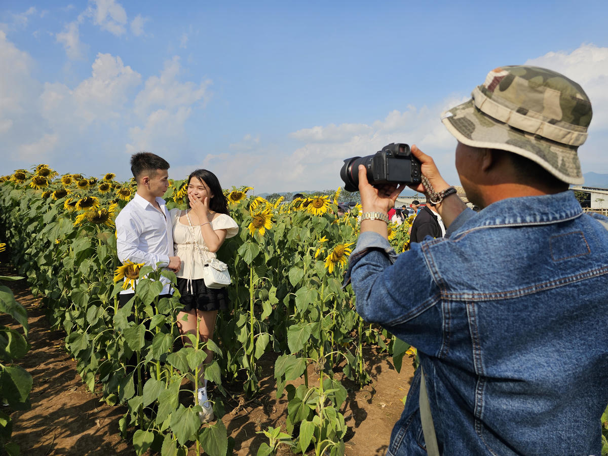 Vào mùa hoa hướng dương nở rộ, các nhiếp ảnh gia lại "ăn nên làm ra" khi nhu cầu chụp ảnh lớn. Được biết, ngoài giá 10.000 đồng/ảnh, du khách sẽ được chụp tặng thêm. Ảnh: QT