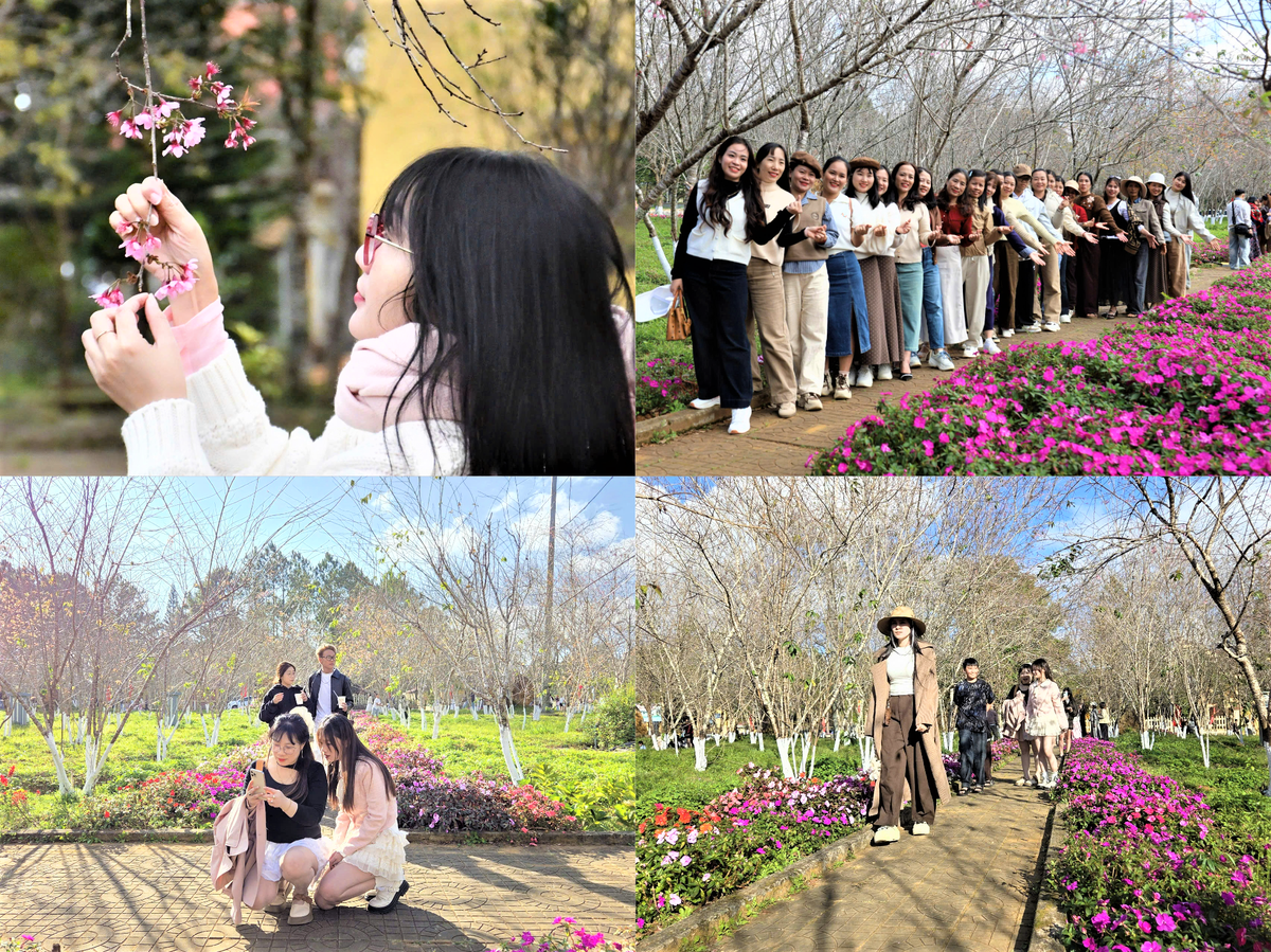 Nhiều du khách check in tại vườn hoa đào ở xã Măng Đen. Ảnh: CV.