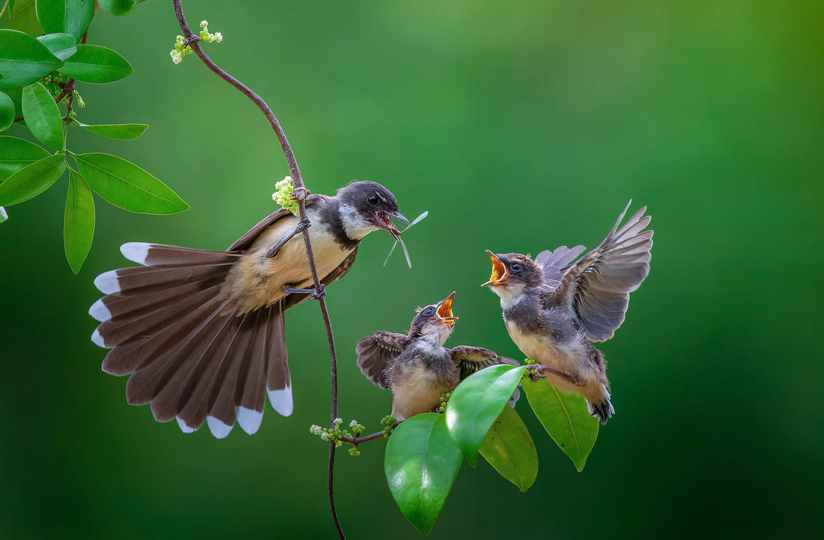 Tác phẩm "Tình mẫu tử của NSNA Lý Anh Lam được Huy chương Vàng cuộc thi ảnh&nbsp;Asian super 12 Circuits của Singapore tổ chức&nbsp;tháng 8/2025&nbsp;