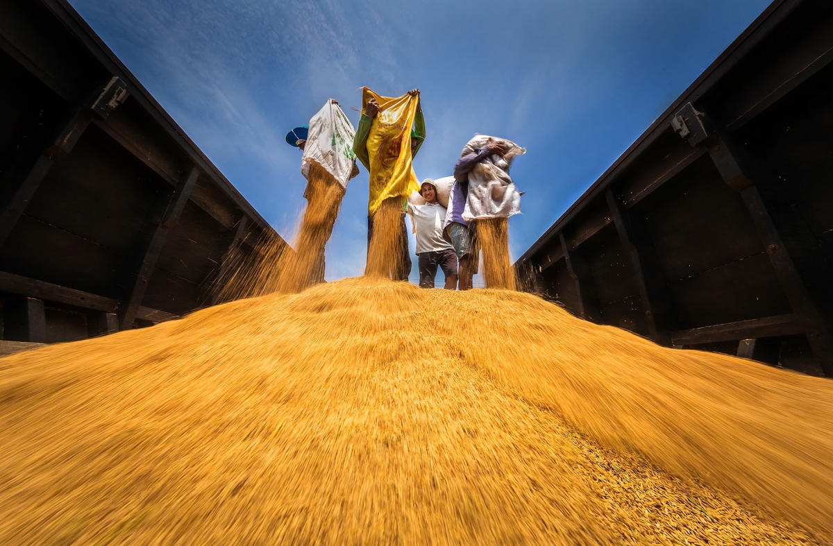 Một trong những tấm ảnh trong bộ ảnh “Hạt vàng gieo những niềm vui” của NSNA Lý Anh Lam được trao Huy chương Vàng tại Giải thưởng Nhiếp ảnh Xuất sắc của Hội Nghệ sĩ Nhiếp ảnh Việt Nam năm 2023.