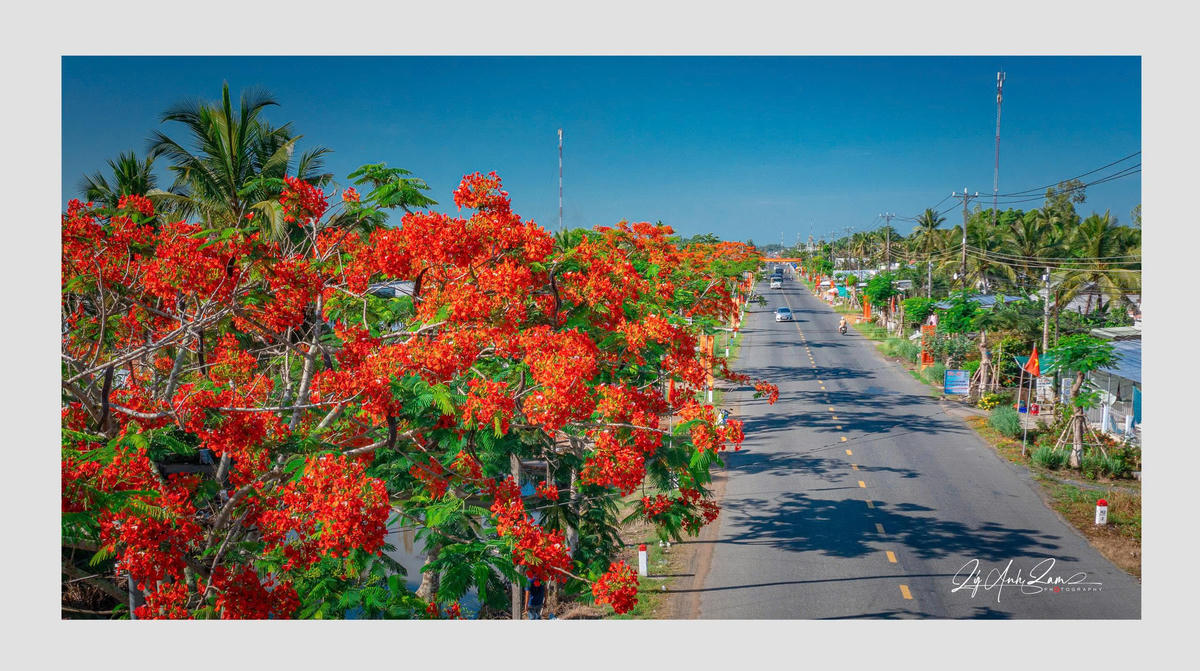 Tấm ảnh trong bộ ảnh “Con đường hoa phượng” từng gây sốt trên mạng xã hội của NSNA Lý Anh Lam 