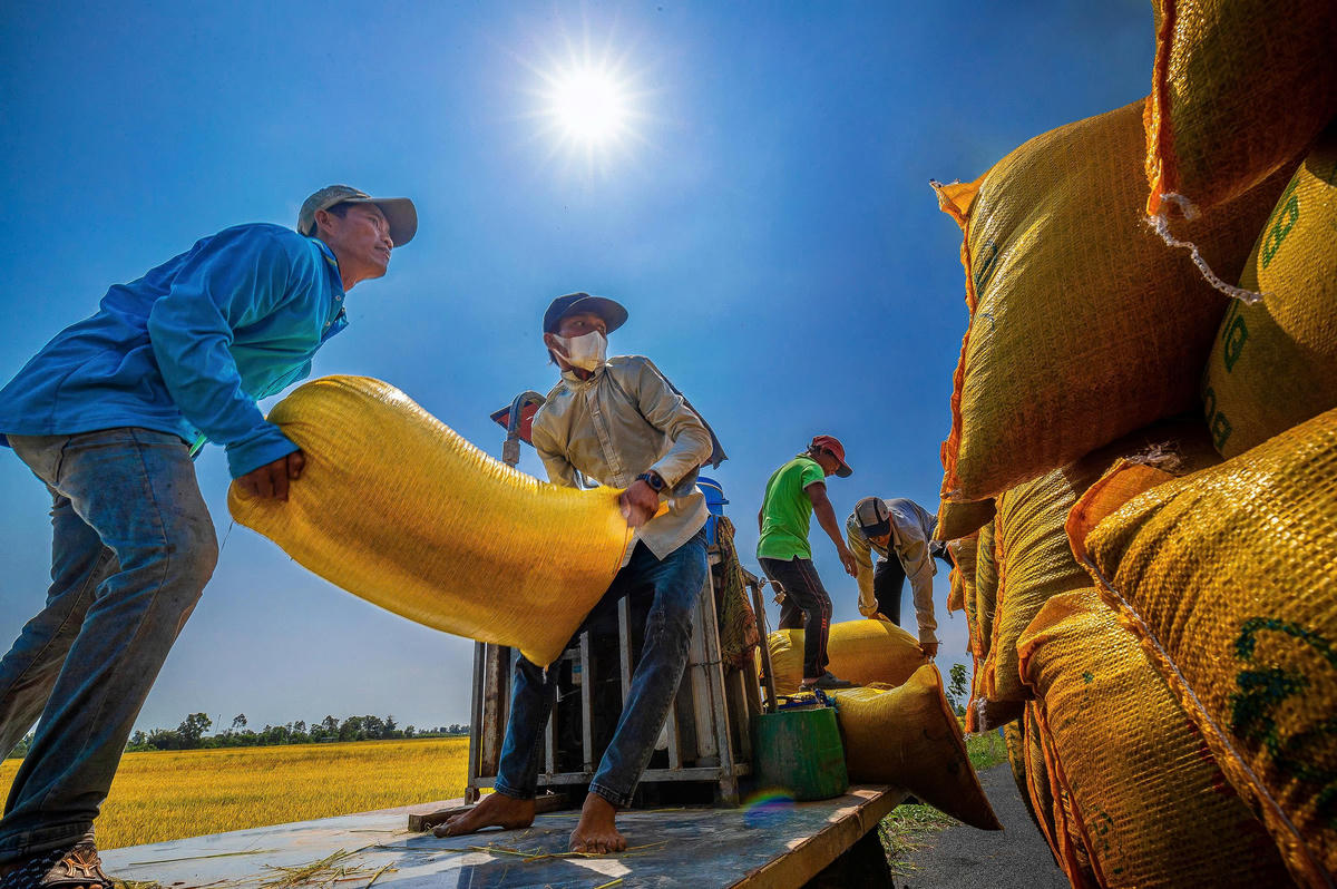 Một trong những tấm ảnh trong bộ ảnh “Hạt vàng gieo những niềm vui” của NSNA Lý Anh Lam được trao Huy chương Vàng tại Giải thưởng Nhiếp ảnh Xuất sắc của Hội Nghệ sĩ Nhiếp ảnh Việt Nam năm 2023