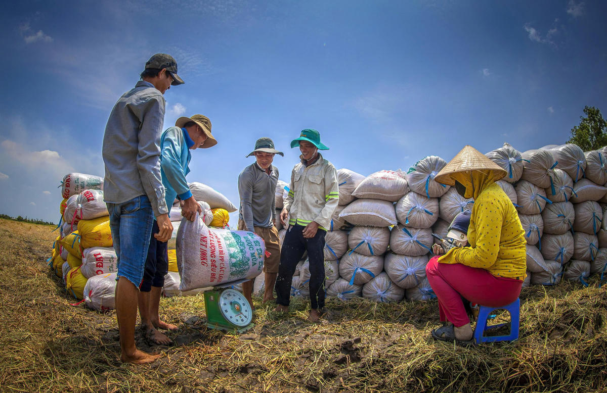 Một trong những tấm ảnh trong bộ ảnh “Hạt vàng gieo những niềm vui” của NSNA Lý Anh Lam được trao Huy chương Vàng tại Giải thưởng Nhiếp ảnh Xuất sắc của Hội Nghệ sĩ Nhiếp ảnh Việt Nam năm 2023