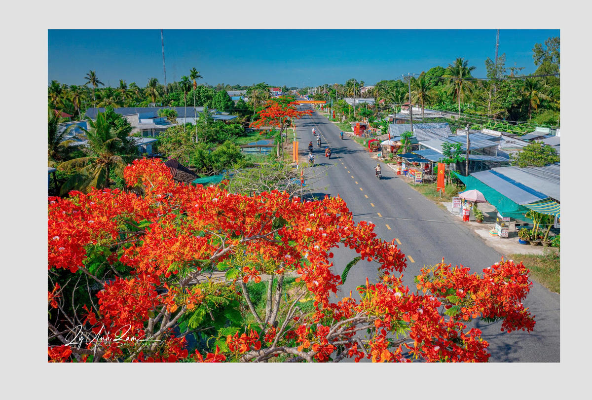 Góc ảnh khác trong bộ ảnh “Con đường hoa phượng” từng gây sốt trên mạng xã hội của NSNA Lý Anh Lam.