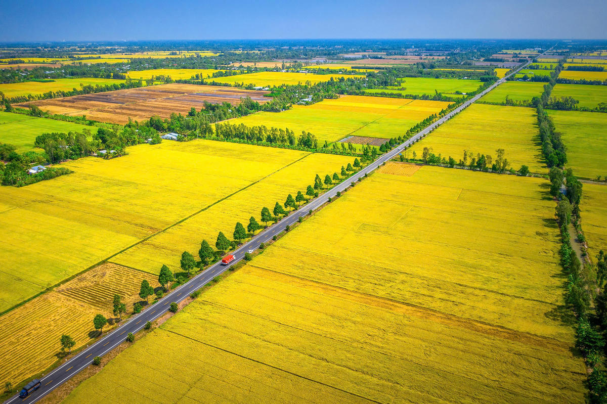 Một trong những tấm ảnh trong bộ ảnh “Hạt vàng gieo những niềm vui” của NSNA Lý Anh Lam được trao Huy chương Vàng tại Giải thưởng Nhiếp ảnh Xuất sắc của Hội Nghệ sĩ Nhiếp ảnh Việt Nam năm 2023.