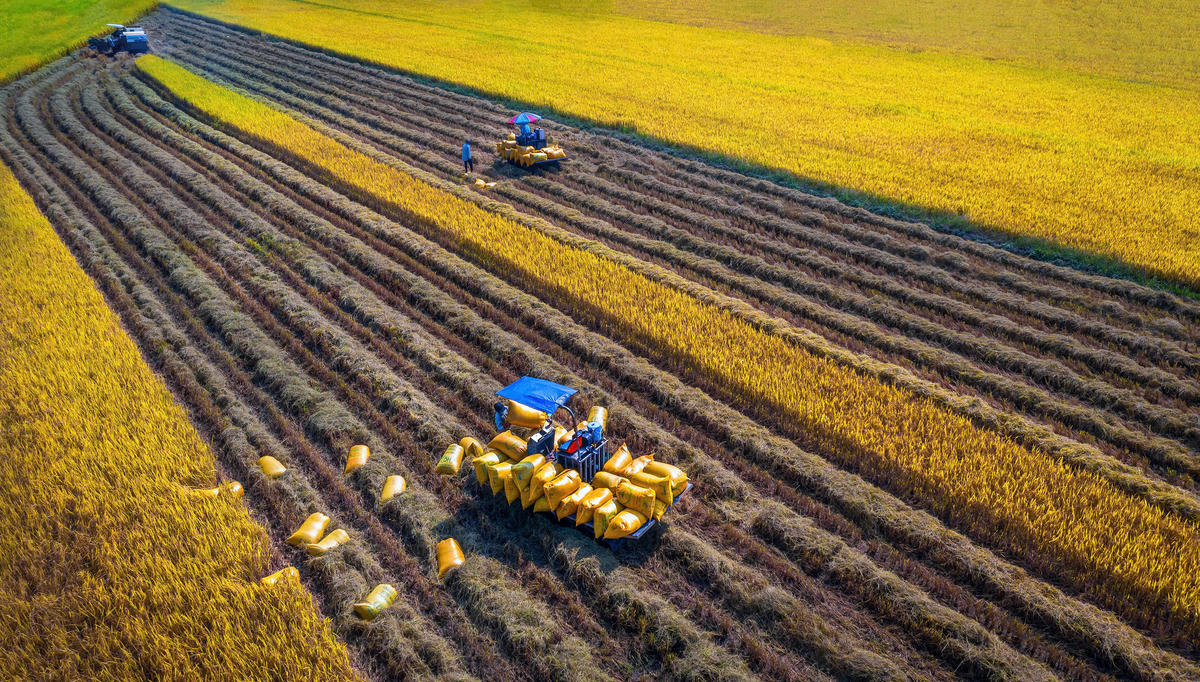 Một trong những tấm ảnh trong bộ ảnh “Hạt vàng gieo những niềm vui” của NSNA Lý Anh Lam được trao Huy chương Vàng tại Giải thưởng Nhiếp ảnh Xuất sắc của Hội Nghệ sĩ Nhiếp ảnh Việt Nam năm 2023