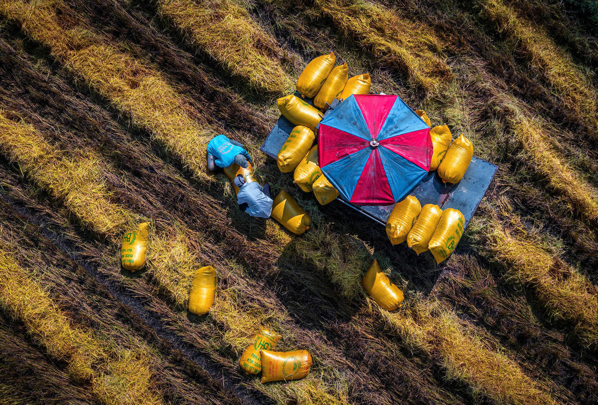 Một trong những tấm ảnh trong bộ ảnh “Hạt vàng gieo những niềm vui” của NSNA Lý Anh Lam được trao Huy chương Vàng tại Giải thưởng Nhiếp ảnh Xuất sắc của Hội Nghệ sĩ Nhiếp ảnh Việt Nam năm 2023.