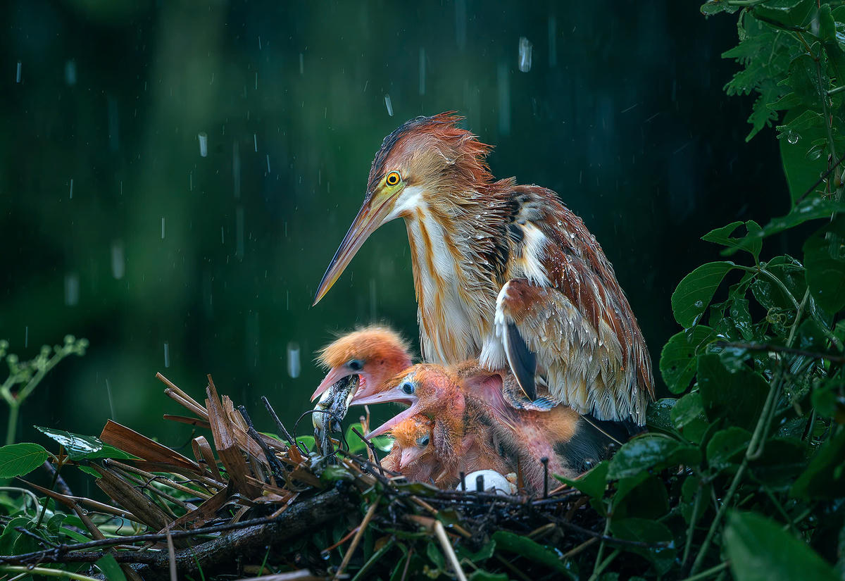 Tác phẩm "Che chở" của NSNA Lý Anh Lam đạt Huy chương Vàng cuộc thi ảnh&nbsp;Asian super 12 Circuits của Singapo tổ chức&nbsp;tháng 8/2025 và Huy chương Vàng cuộc thi ảnh&nbsp;IAAP (Hiệp hội các nhà Nhiếp ảnh Nghệ thuật quốc tế) của Macedonia tổ chức&nbsp;năm 2025.&nbsp;