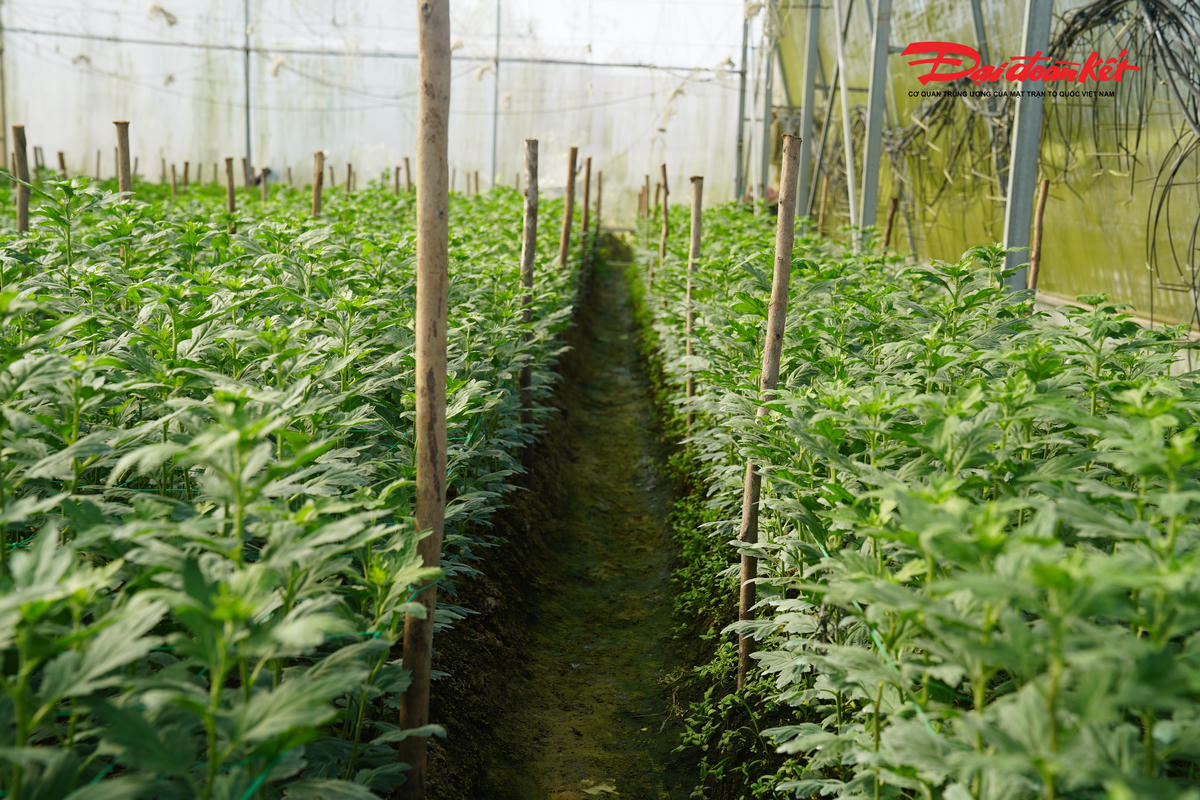 Thủ phủ hoa cúc ở Hà Tĩnh: Nơi tươi tốt, chỗ tan hoang