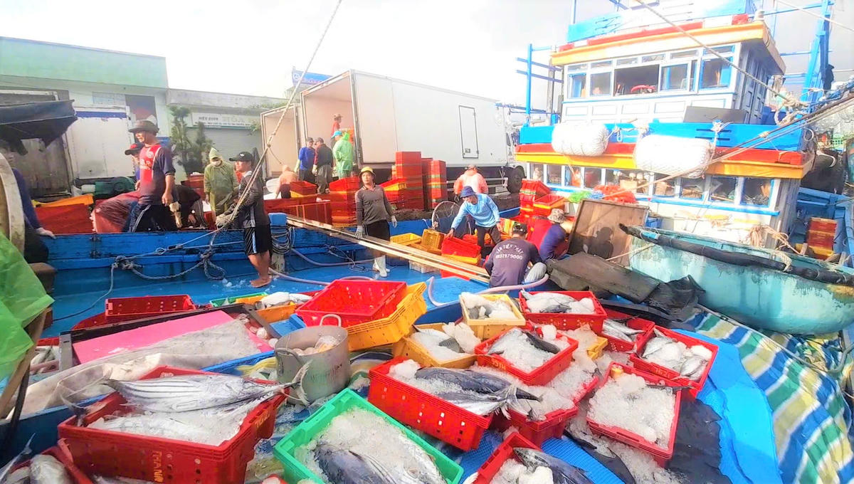 Tàu cá BĐ 98186 TS cập cảng Quy Nhơn. Ảnh: C.V. 