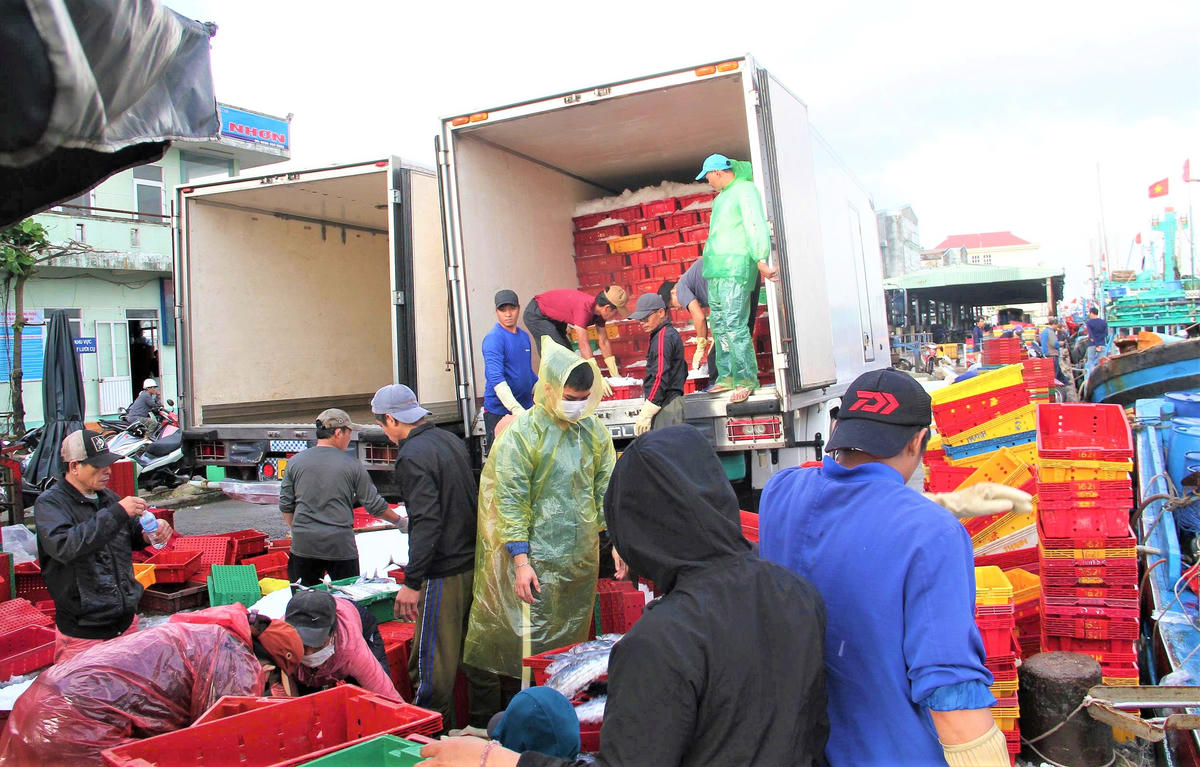 Từng sọt cá ngừ sọc dừa được vận chuyển lên xe đông lạnh. Ảnh: C.V. 