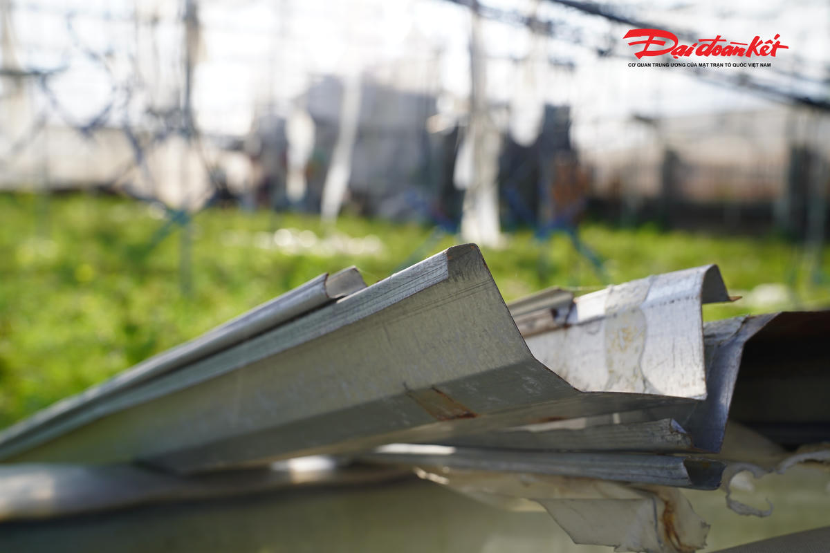 “Địa phương đã phân bổ chính sách hỗ trợ người dân trồng cây cảnh sau 2 trận bão. Hiện nay, có một số hộ dân chưa có thời gian để khắc phục nhà màng vì chi phí sửa chữa lớn, mặt khác các hộ này có nhiều nhà màng và trồng nhiều loại cây cảnh khác nhau như cúc, đào… nên họ làm không kịp”, ông Hoành nói.