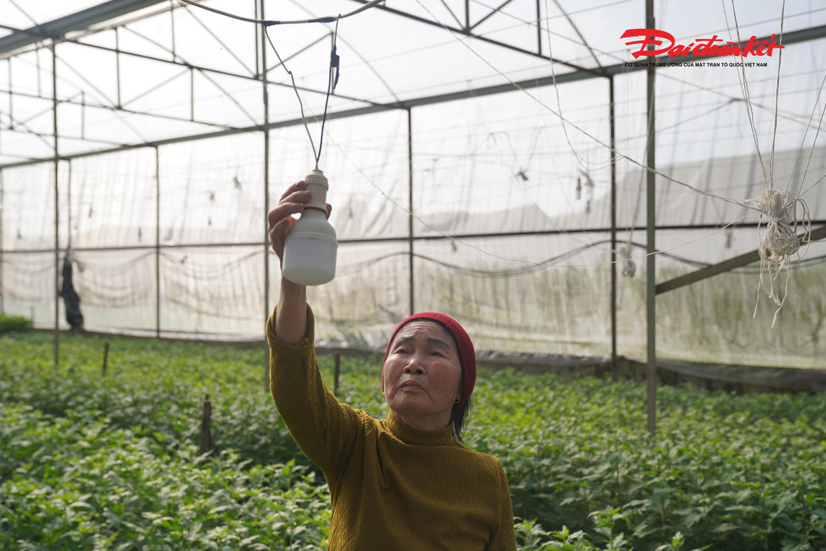 “Chỉ trong thời gian ngắn, 2 cơn bão liên tiếp khiến nhiều hệ thống nhà màng trên địa bàn bị hư hỏng nặng. Gia đình tôi phải bỏ ra hơn 15 triệu đồng để sửa chữa, kịp thời khôi phục sản xuất. Năm nay, gia đình trồng 5 loại hoa cúc chủ lực gồm: cúc vàng, cúc trắng, cúc mai đỏ thạch bích và cúc ngọc bích. Giờ chỉ mong thời tiết thuận lợi để có nguồn thu nhập dịp Tết”, bà Thi chia sẻ.
