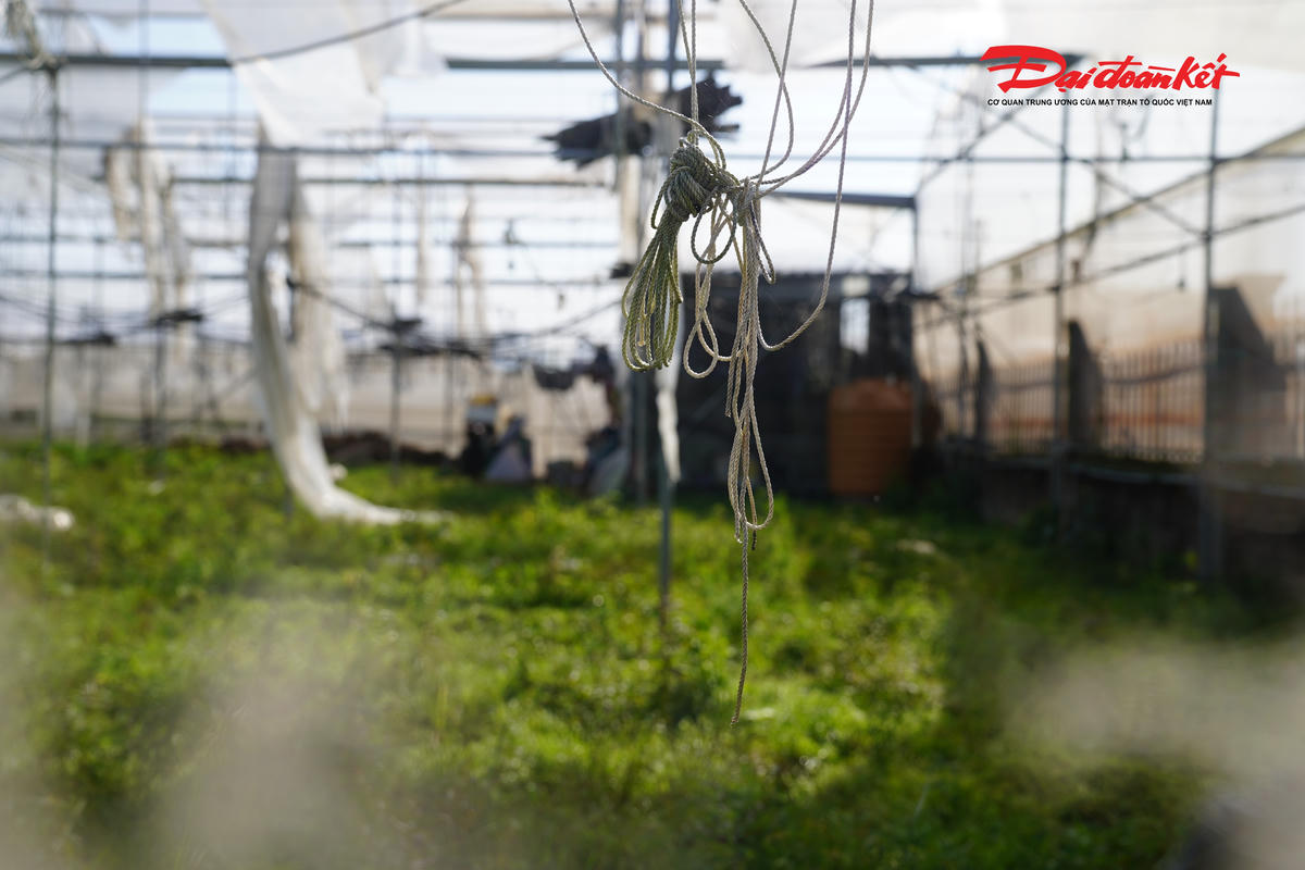 Sau bão, địa phương có chính sách hỗ trợ cây giống, phân bón cho người trồng hoa. Song có khoảng 20-25% số hộ dân trồng hoa cúc chưa thể khôi phục nhà màng để trồng vụ Tết.