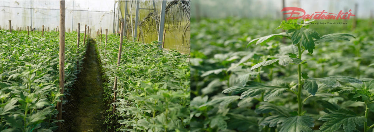 Theo thống kê của UBND xã Toàn Lưu, trên địa bàn có 3,5 ha chuyên sản xuất các loại hoa phục vụ thị trường Tết, phần lớn diện tích tập trung ở thôn Xuân Sơn.