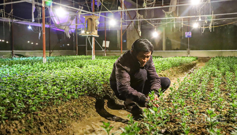 Để có hoa cúc phục vụ thị trường Tết, những ngày này, ngoài chăm sóc ban ngày, người dân còn tập trung chong đèn về đêm để “thúc” hoa. Ông Hồ Sỹ Lưu (thôn Xuân Sơn) cho biết: Việc chong đèn ban đêm là điều kiện tiên quyết. Nếu không đủ ánh sáng, cây sẽ lùn và nở sớm, coi như hỏng cả vụ. Cuối năm thời tiết khá thuận lợi nên cây phát triển xanh tốt, ít sâu bệnh. Gia đình tôi đang tập trung tối đa nhân lực để chăm sóc, hy vọng giá cả năm nay ổn định để bà con có cái Tết ấm no.
Theo người dân trồng hoa, ban đêm họ dùng bóng đèn treo so le, phủ đều toàn vườn; công suất mỗi bóng phổ biến từ 15-20W. Đèn được thắp sáng đến đêm để đảm bảo đủ điều kiện ánh sáng để cây phát triển tốt.
