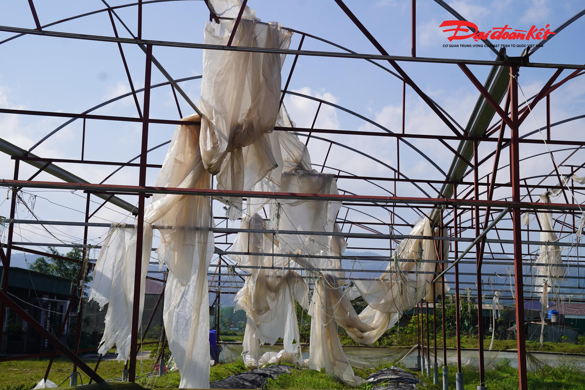 Lâu nay, hàng chục hộ dân xã Toàn Lưu chuyên canh trồng hoa cúc, nơi đây trở thành “thủ phủ” hoa cúc lớn nhất nhì Hà Tĩnh. Tuy nhiên, cũng tại thôn Xuân Sơn, sau 2 trận bão (số 5 và số 10), nhiều nhà màng trồng hoa của người dân tan hoang.