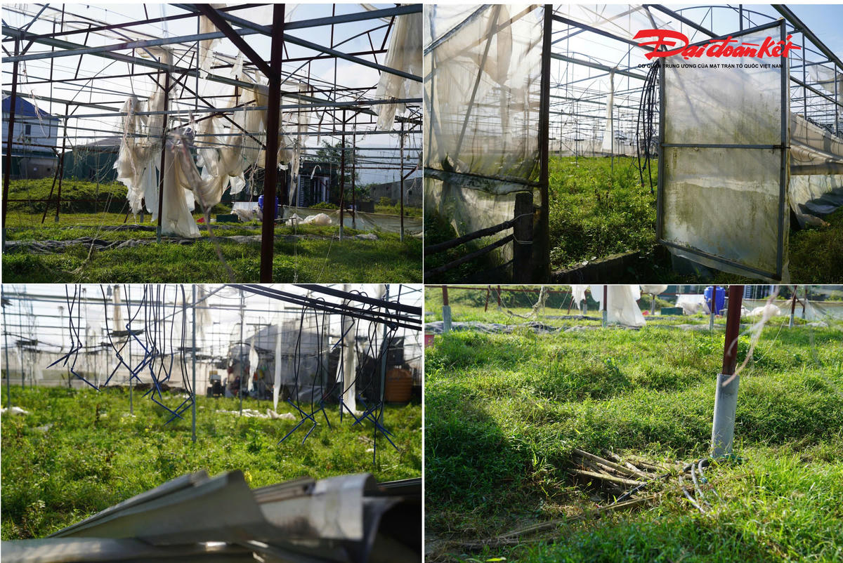 Chỉ riêng thôn Xuân Sơn, xã Toàn Lưu có đến 9-10 nhà màng trồng hoa cúc của người dân phải để hoang sau bão, cỏ mọc im tùm. Ông Trần Bá Hoành, Phó Chủ tịch UBND xã Toàn Lưu chia sẻ: Bên cạnh một số hộ dân đang tập trung chăm bón cho hoa cúc để chuẩn bị cho vụ Tết còn nhiều hộ phải để hoang do nhà màng hư hỏng nặng.