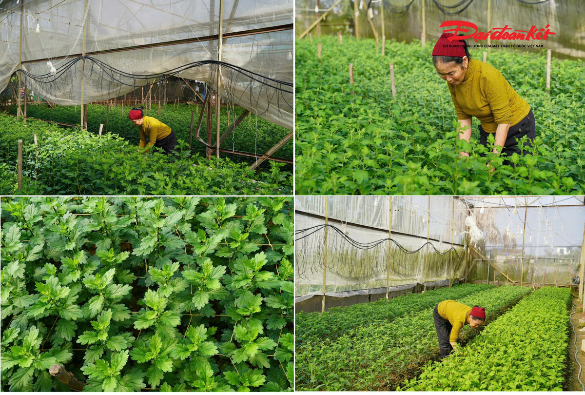 Làng hoa thôn Xuân Sơn, xã Toàn Lưu, nổi bật với nghề trồng hoa chuyên canh đã có truyền thống lâu đời. Qua năm tháng, ngành nghề trồng hoa tại đây không ngừng phát triển, trở thành sinh kế chủ yếu của nhiều hộ dân, đặc biệt là vào dịp Tết Nguyên đán. Các loại hoa cúc nơi đây rất đa dạng, bao gồm cúc vàng, cúc lan tím, cúc tứ quý, và nhiều giống khác. Người dân trồng hoa theo luống và trong chậu để đáp ứng nhu cầu thị trường.