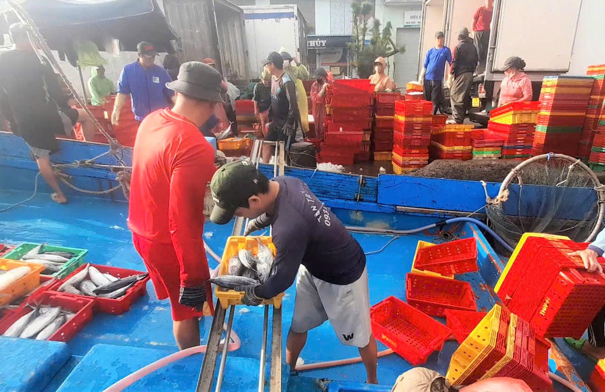 Nhân công chăm chỉ vận chuyển sọt cá ngừ từng khoang tàu lên cảng Quy Nhơn. Ảnh: CV.