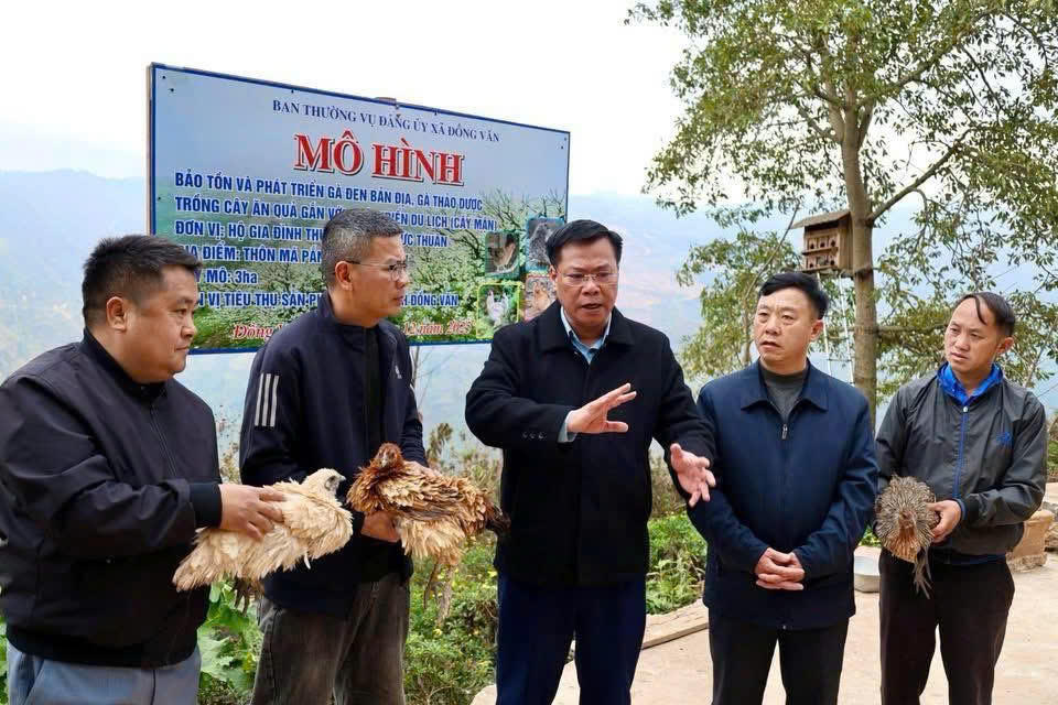 Mô hình nuôi gà đen bản địa theo hướng dược liệu, chăn thả tự nhiên tại xã Đồng Văn, tỉnh Tuyên Quang. Ảnh: Nguyễn Quân.