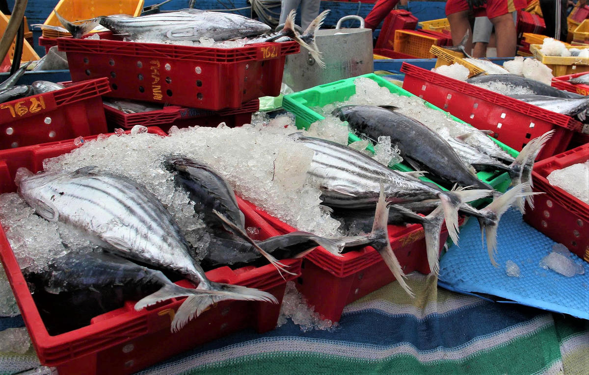 Những con cá ngừ sọc dừa tươi rói được ngư dân đưa ra từ khoang tàu cá. Ảnh: CV.