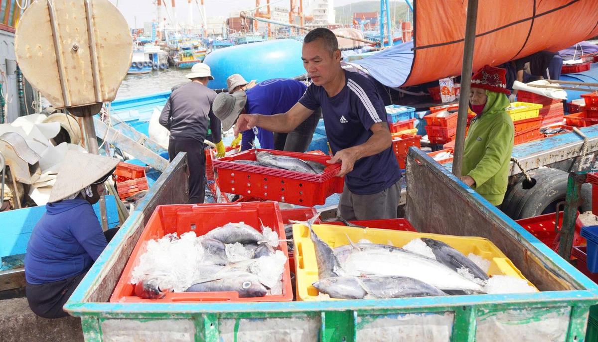 Nhân công đưa các sọt cá ngừ sọc dừa vận chuyển đi tiêu thụ. Ảnh: CV.