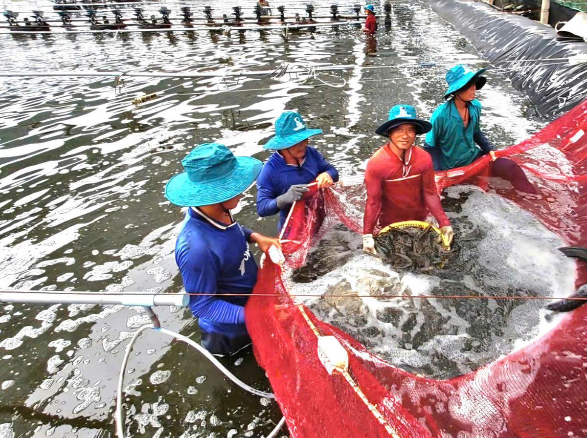 Các hộ nuôi công nghệ cao ở Cà Mau thu hoạch tôm thẻ chân trắng. Ảnh: Nguyên Du