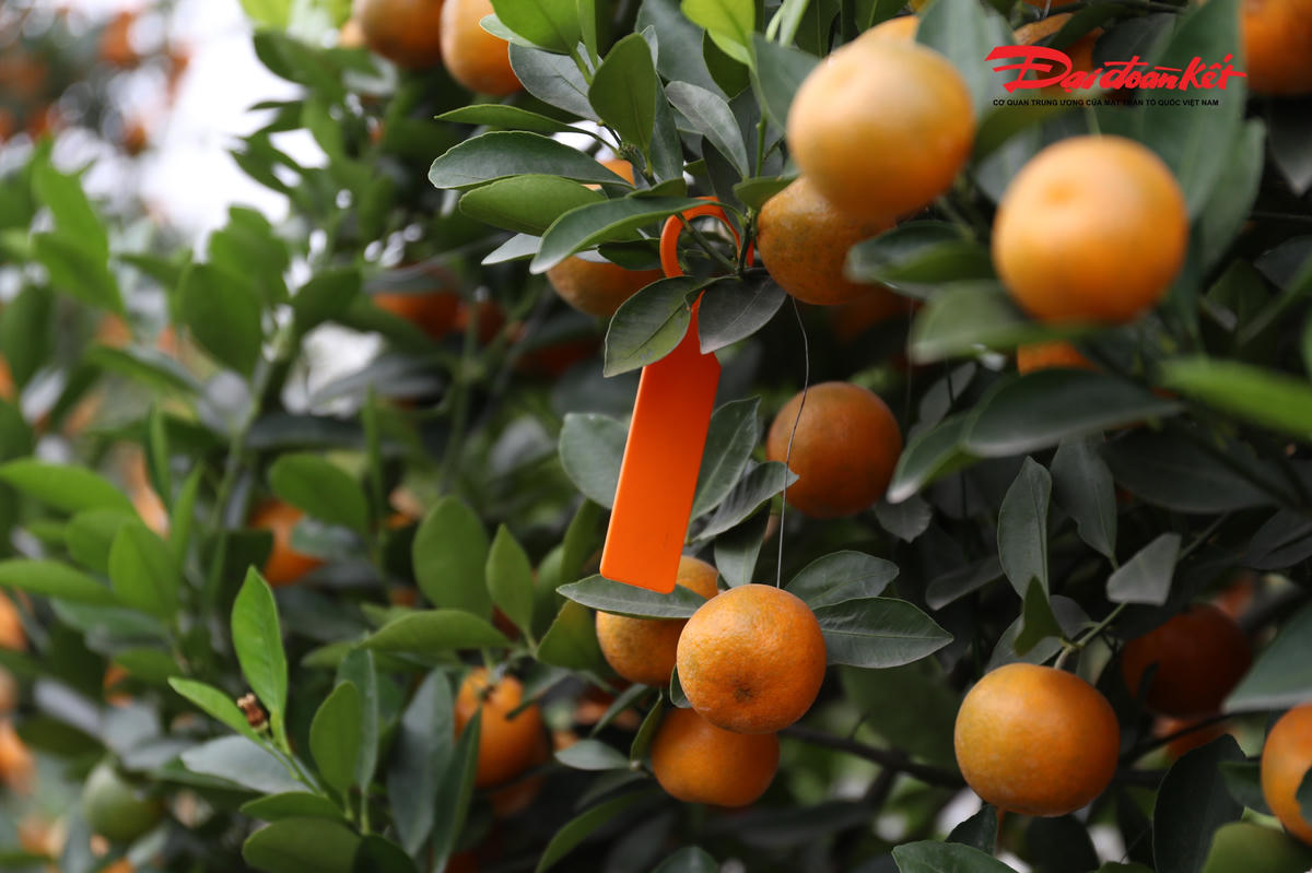 Còn khoảng một tháng rưỡi là tới Tết Nguyên đán Bính Ngọ, nhưng nhiều cây quất đã được người dân mua và gắn mác.