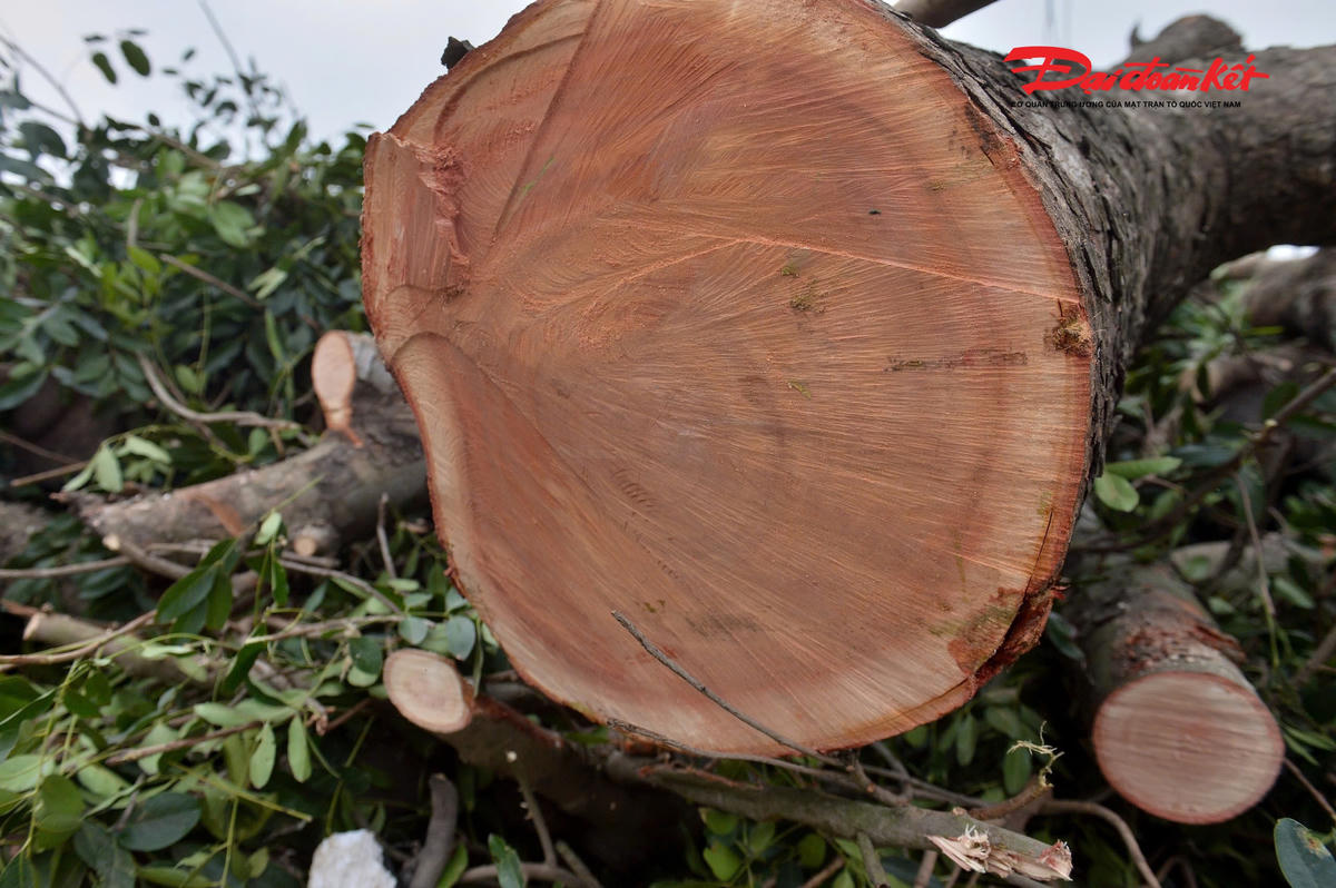 Hàng chục cây xanh đã được chặt hạ.