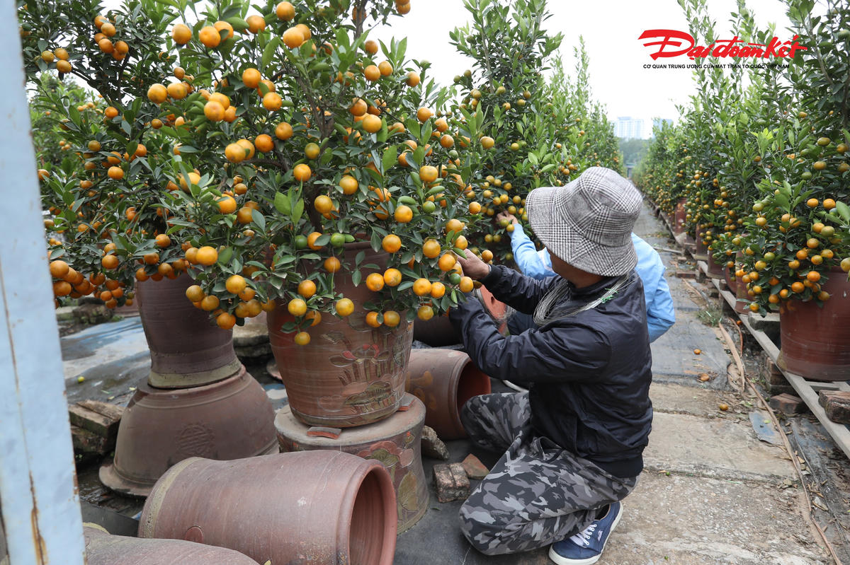 Lá vàng, quả xấu đều được người dân cắt tỉa, loại bỏ để chậu cây đẹp nhất có thể.