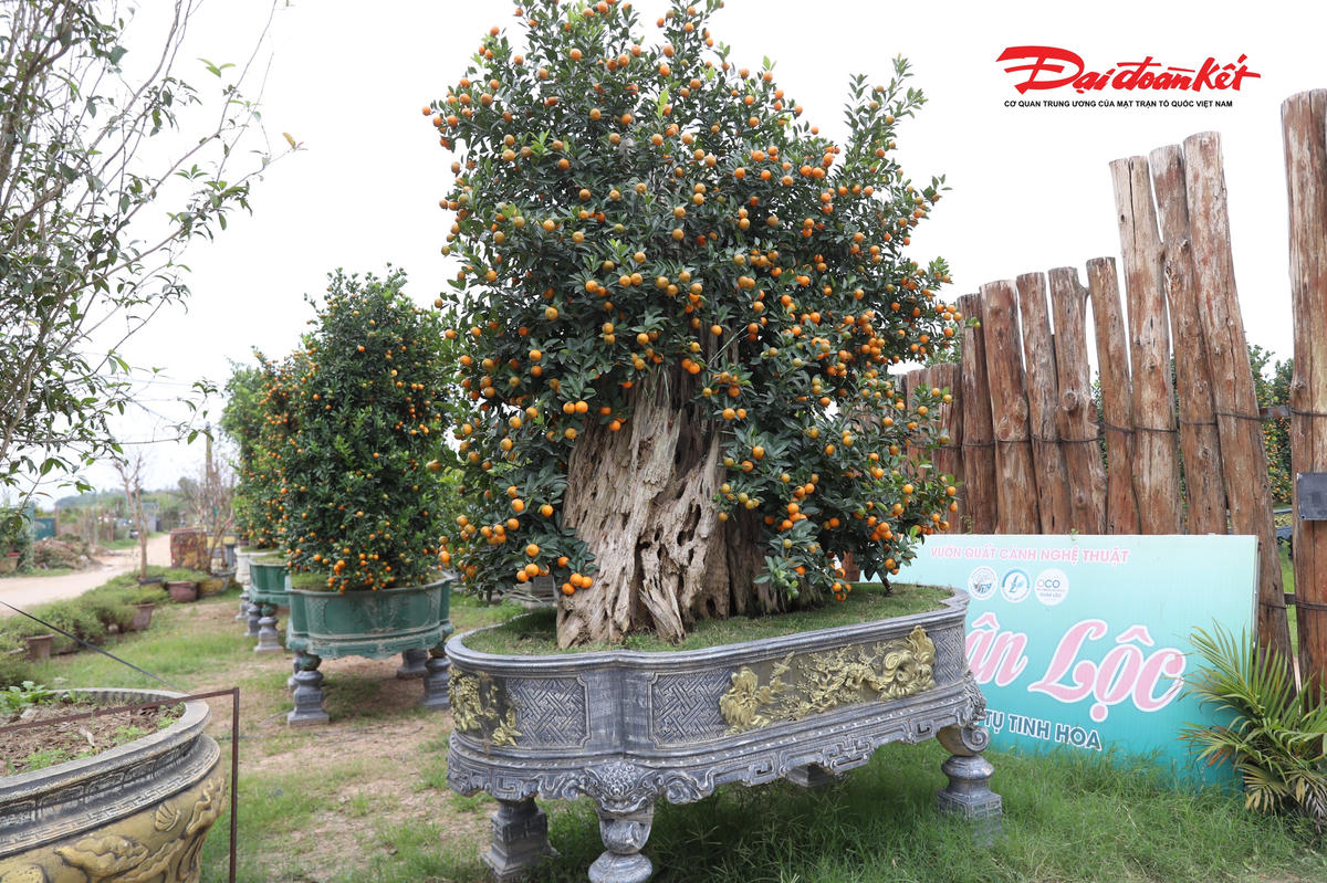 Theo chủ vườn quất, khách mua quất gỗ lũa chủ yếu là doanh nghiệp, khách sạn, nhà hàng hoặc những gia đình có không gian rộng, yêu thích chơi cây cảnh cao cấp.