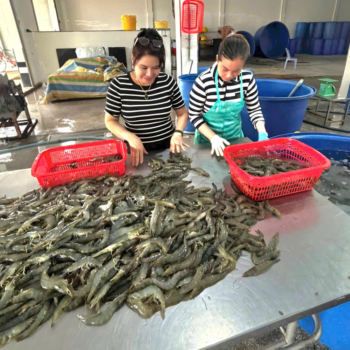 Giá tôm thẻ chân trắng tăng mạnh, hiện đang được thương lái thu mua với giá 102.000 –260.000 đồng/kg tùy theo kích cỡ, cao hơn trên 30% so với cùng kỳ năm trước. Ảnh: Nguyên Du