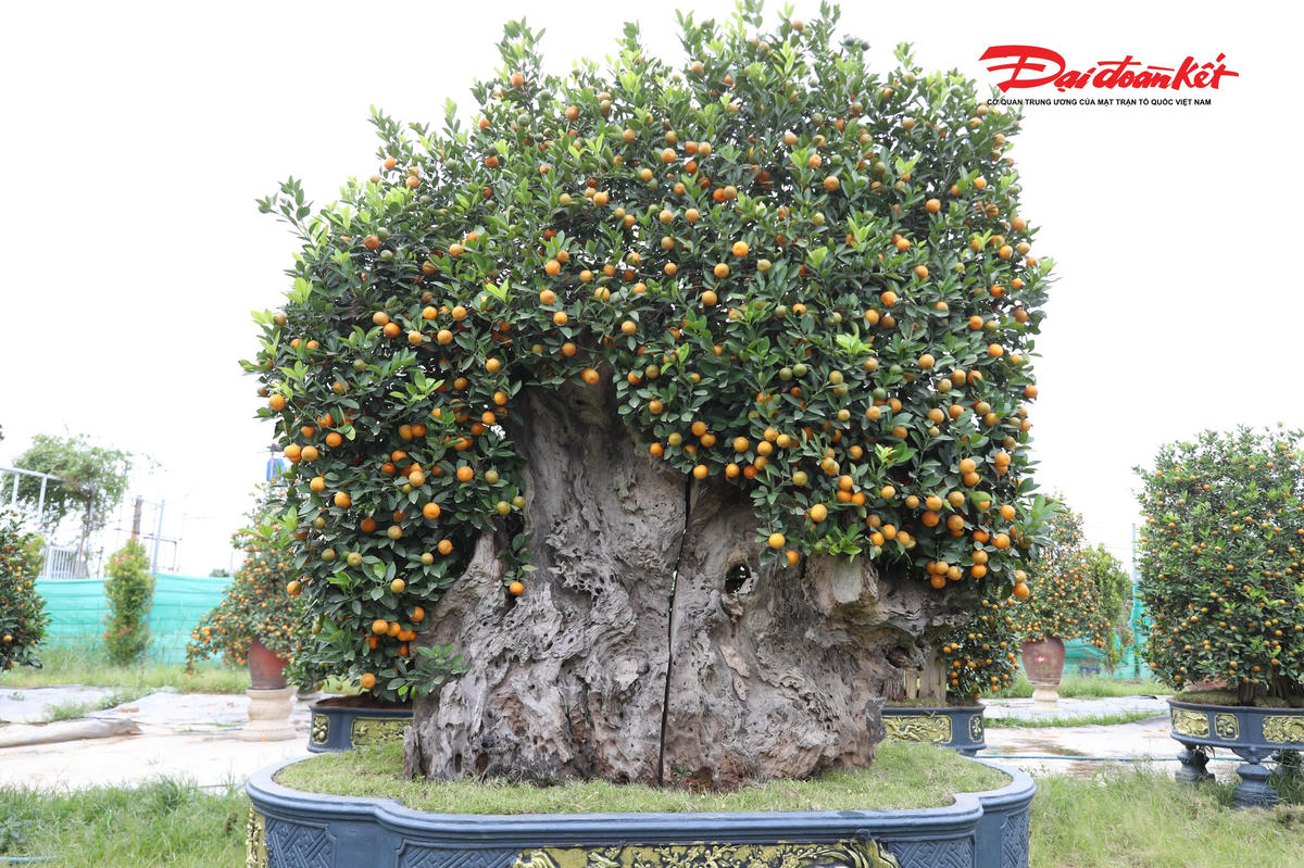 Hình ảnh một cây quất được ghép trong gỗ lũa có chiều cao lên tới hơn 3m cả chậu, tính từ mặt đất.