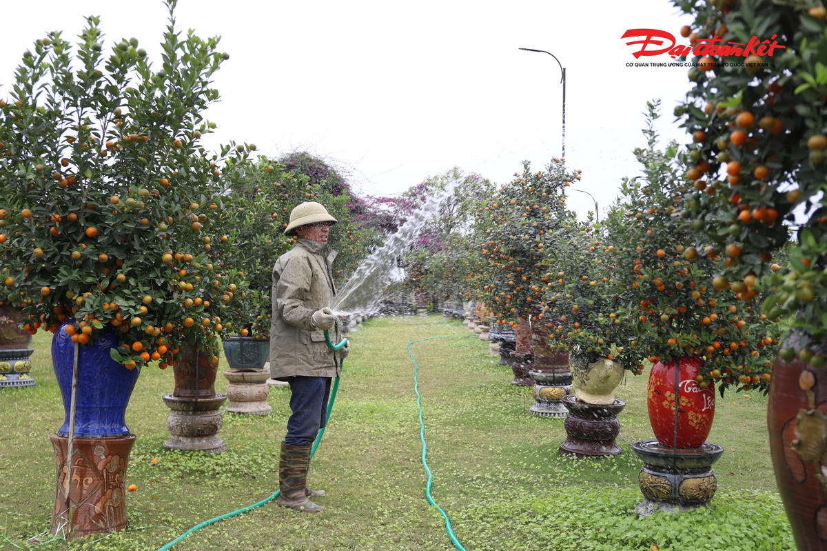Chỉ còn khoảng một tháng rưỡi là tới Tết Nguyên đán Bính Ngọ, thời điểm này hầu hết các nhà vườn tại đây đều đang tất bật trong việc chăm sóc những chậu quất cảnh, từ khâu cắt tỉa, bổ sung dinh dưỡng để cây ra hoa và cho quả.. 