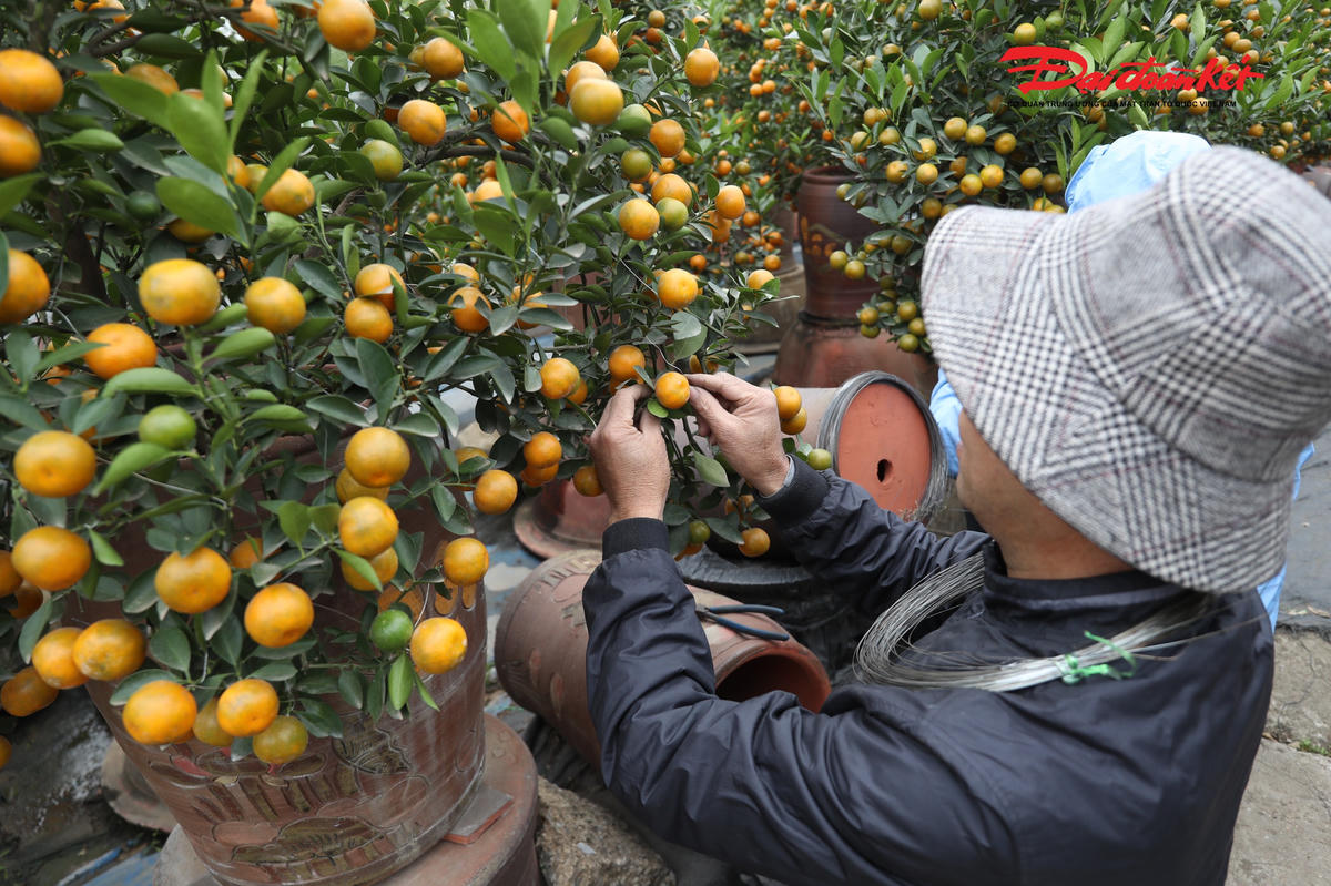 Người dân tất bật cắt tỉa, chăm sóc quất chuẩn bị vào vụ Tết.
