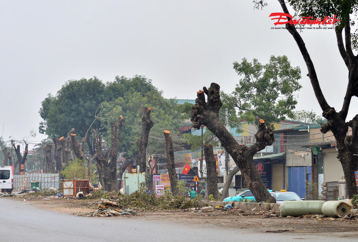 Hình ảnh hàng dài xà cừ bị chặt hạ, dịch chuyển để mở rộng đường 70.