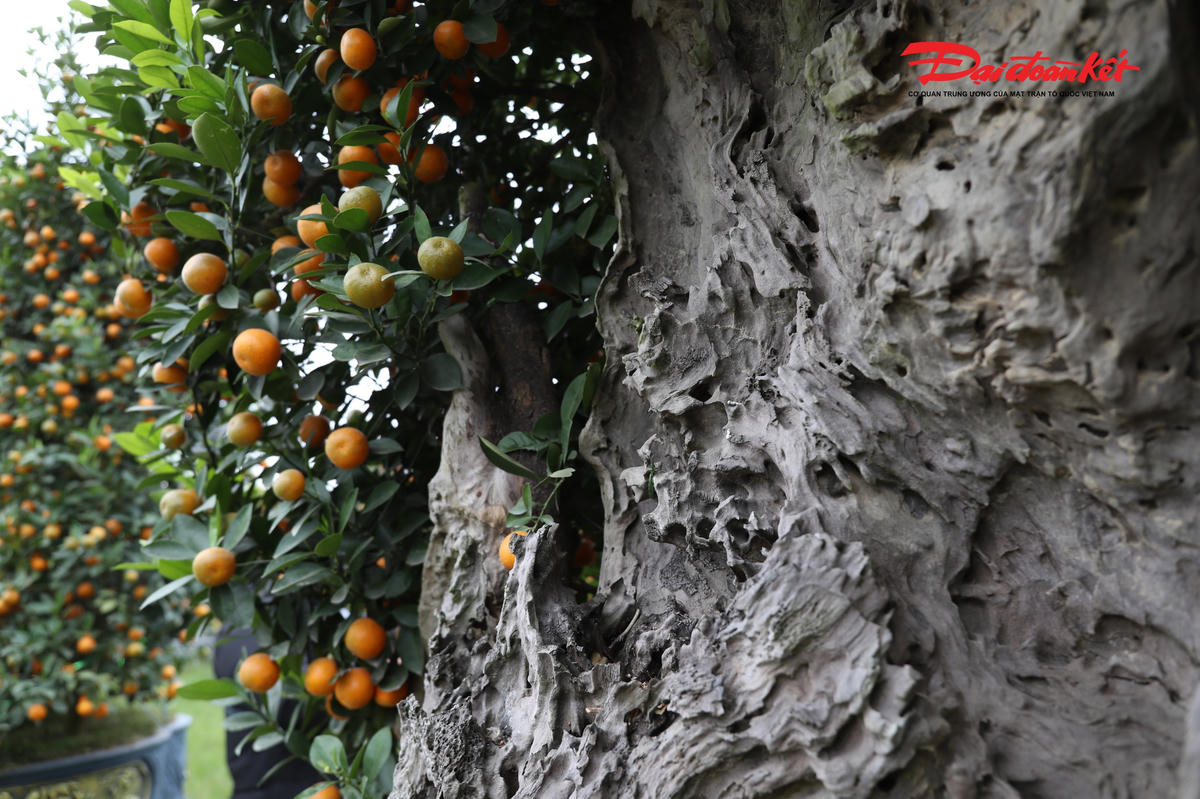 Theo chủ vườn quất tại Tứ Liên cho biết, quất gỗ lũa là sự kết hợp độc đáo giữa cây quất cảnh và phần gốc, thân gỗ lũa được tạo hình công phu. Những khối gỗ xù xì, uốn lượn theo thế long – phụng, thác đổ hay trực – hoành, mang vẻ đẹp cổ kính, được khéo léo ghép cùng thân quất xanh tốt, quả sai tròn, lá bóng mượt. Sự đối lập giữa vẻ khô cằn, già nua của gỗ lũa và sức sống căng tràn của cây quất tạo nên nét đẹp vừa mạnh mẽ, vừa sinh động, tượng trưng cho sự trường tồn, may mắn và sung túc.