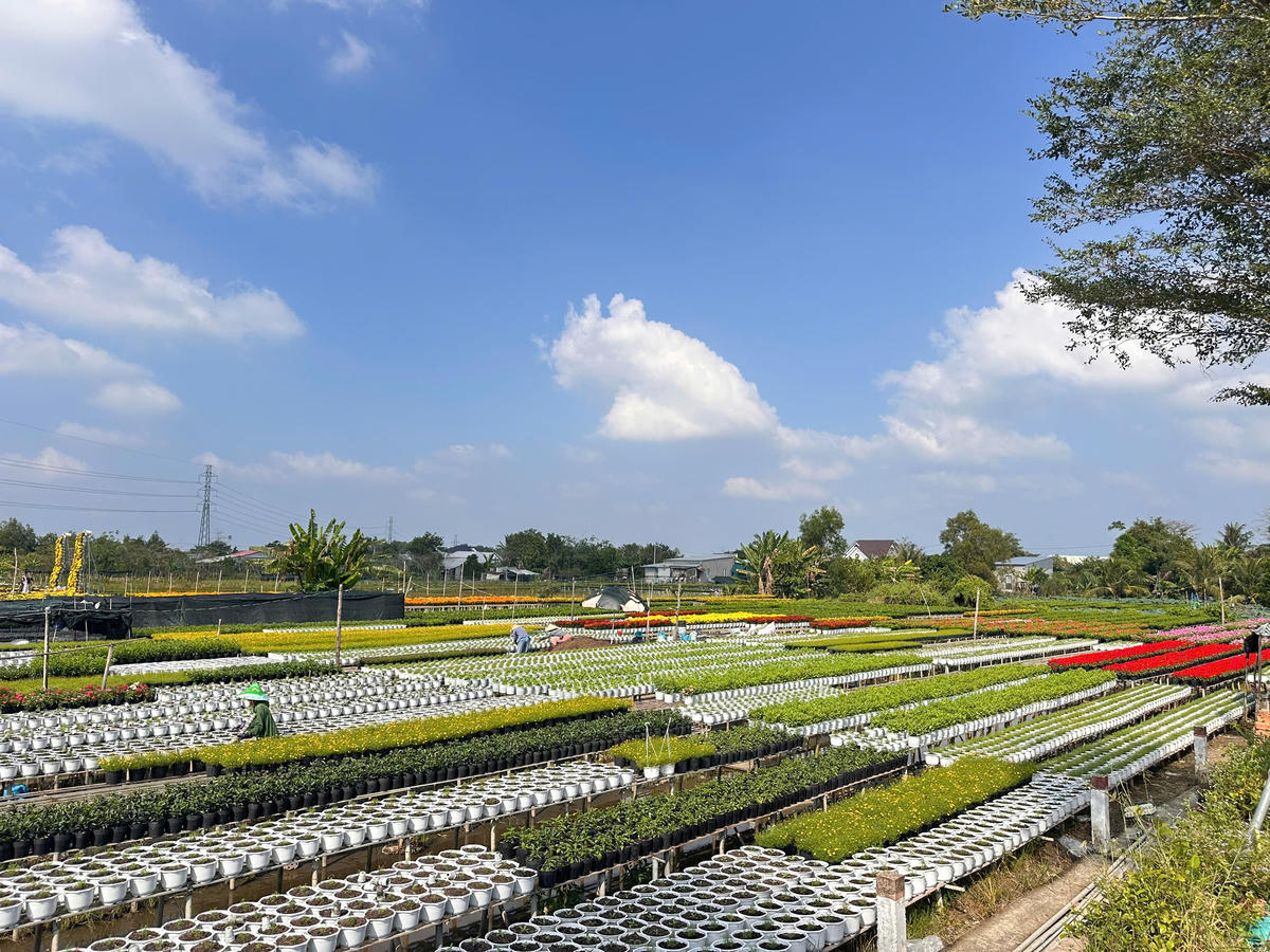 Một góc làng hoa Sa Đéc (tỉnh Đồng Tháp) đang vào vụ Tết. Ảnh: Trung Ngãi.