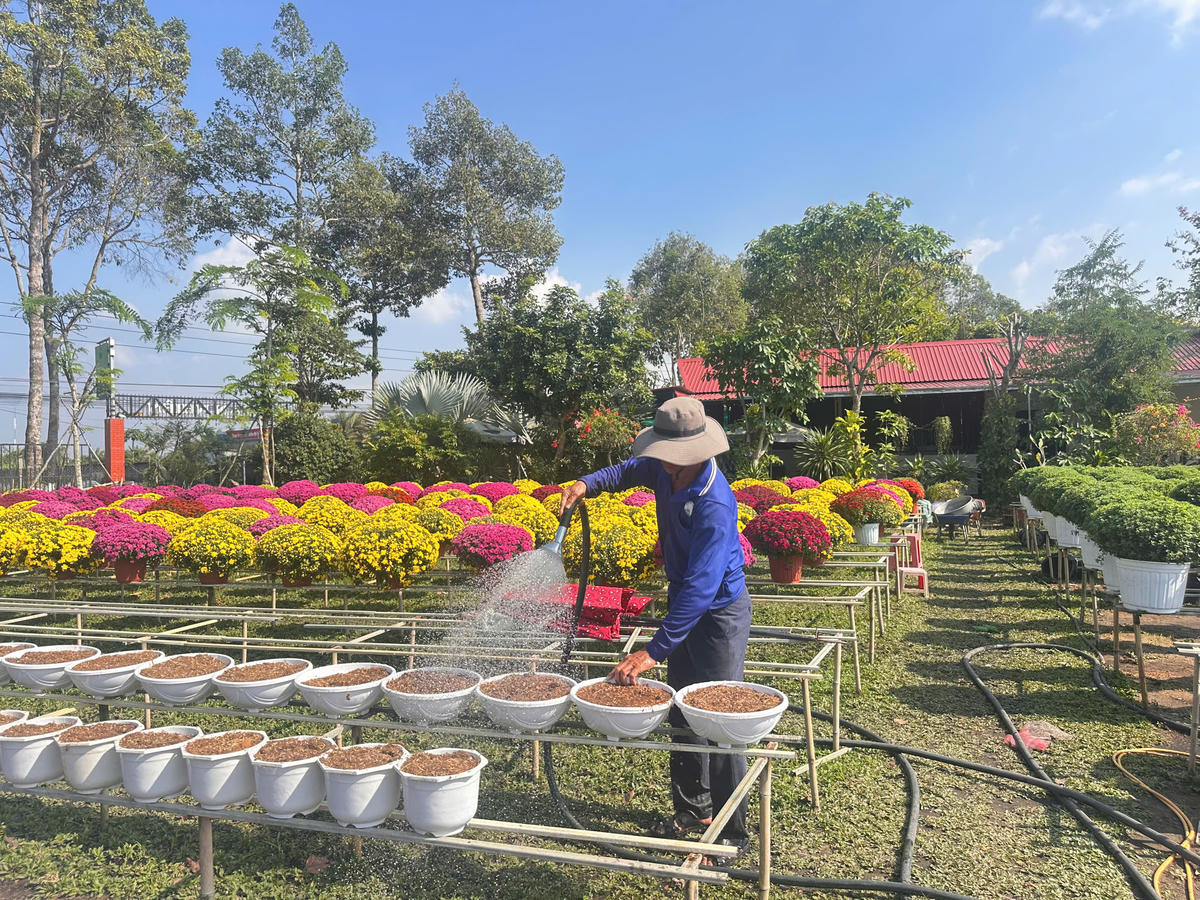 Nhà vườn làng hoa Sa Đéc tất bật vụ hoa chuẩn bị cho thị trường Tết Nguyên đán năm nay. Ảnh: Trung Ngãi.